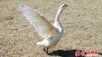 养殖大鹅视频