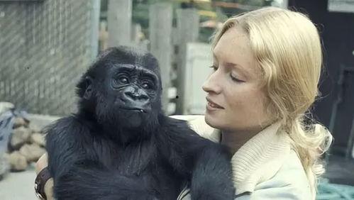 老太婆性杂交视频,伦理争议与法律边界