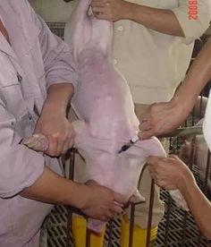 股动脉采血视频