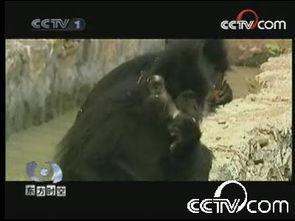 新猴王打败老猴王视频,传奇之战震撼登场